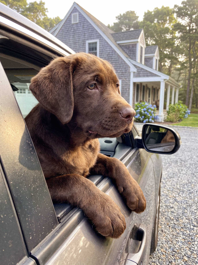 Coming Home