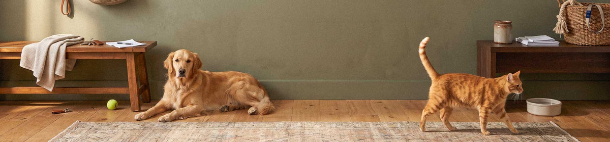 A golden retriever lies on a light wood floor in a cozy room, while an orange tabby cat walks across a woven rug nearby. A bench, wall, and home decor items are visible in the background.