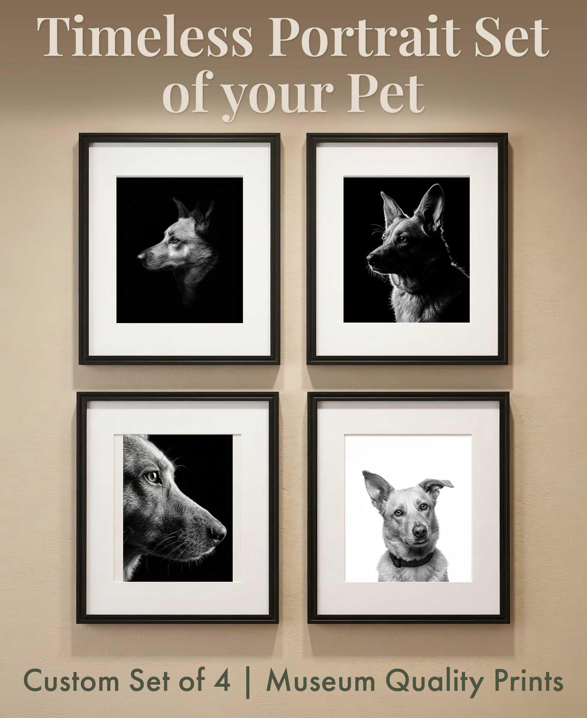 Set of four black and white custom dog portraits in black frames with white mats, arranged in a two-by-two gallery wall display on a warm neutral wall, showing dramatic fine art pet photography style.