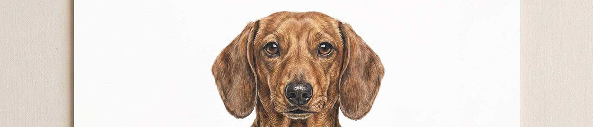 A portrait-style illustration of a brown dachshund dog centered on a white background, framed by light beige side panels.